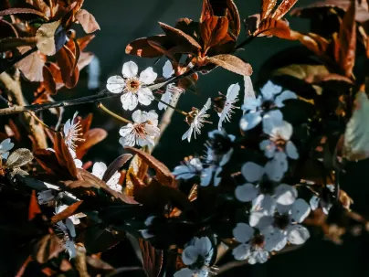 Kineko Casino Mobilapp